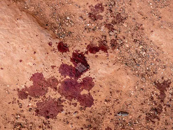 Did Jesus Sweat Blood?