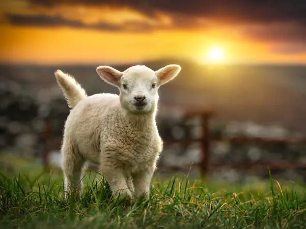 Is the Passover Just a Sin Offering? (Part Three)
